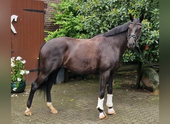 Hannoveraner, Stute, 5 Jahre, 168 cm, Rappe