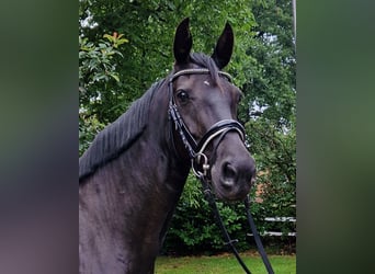 Hannoveraner, Stute, 5 Jahre, 168 cm, Rappe
