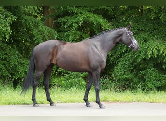 Hannoveraner, Stute, 5 Jahre, 168 cm, Rappe