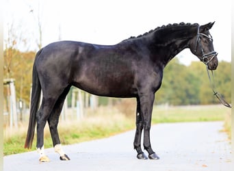 Hannoveraner, Stute, 5 Jahre, 168 cm, Rappe