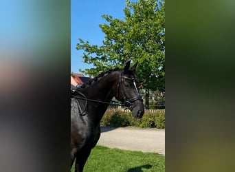 Hannoveraner, Stute, 5 Jahre, 168 cm, Rappe