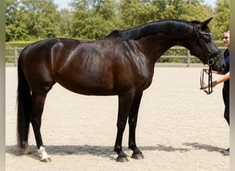 Hannoveraner, Stute, 5 Jahre, 168 cm, Rappe