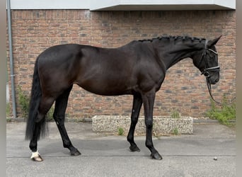 Hannoveraner, Stute, 5 Jahre, 168 cm, Rappe