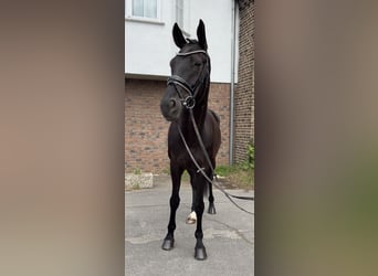 Hannoveraner, Stute, 5 Jahre, 168 cm, Rappe