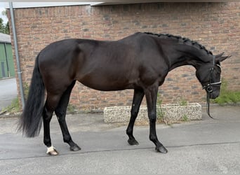 Hannoveraner, Stute, 5 Jahre, 168 cm, Rappe