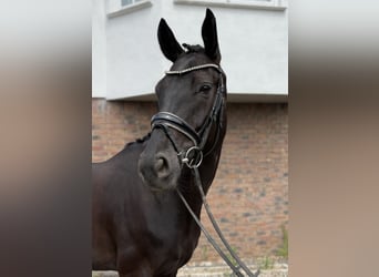 Hannoveraner, Stute, 5 Jahre, 168 cm, Rappe