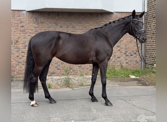 Hannoveraner, Stute, 5 Jahre, 168 cm, Rappe