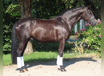 Hannoveraner, Stute, 5 Jahre, 168 cm, Rappe
