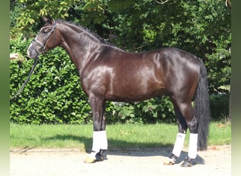 Hannoveraner, Stute, 5 Jahre, 168 cm, Rappe