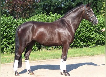 Hannoveraner, Stute, 5 Jahre, 168 cm, Rappe