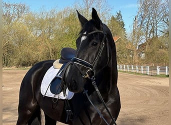 Hannoveraner, Stute, 5 Jahre, 168 cm, Rappe