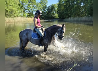 Hannoveraner, Stute, 5 Jahre, 168 cm, Schimmel