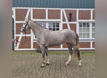 Hannoveraner, Stute, 5 Jahre, 168 cm, Schimmel