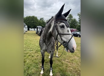 Hannoveraner, Stute, 5 Jahre, 168 cm, Schimmel