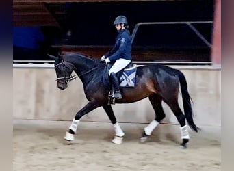 Hannoveraner, Stute, 5 Jahre, 168 cm, Schwarzbrauner