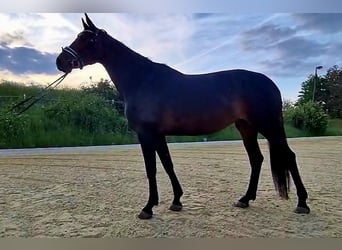 Hannoveraner, Stute, 5 Jahre, 168 cm, Schwarzbrauner