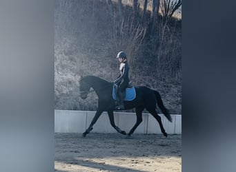 Hannoveraner, Stute, 5 Jahre, 168 cm, Schwarzbrauner