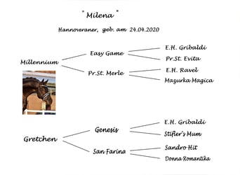 Hannoveraner, Stute, 5 Jahre, 168 cm, Schwarzbrauner