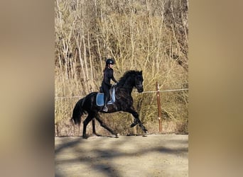 Hannoveraner, Stute, 5 Jahre, 168 cm, Schwarzbrauner