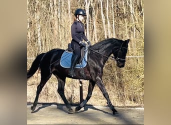 Hannoveraner, Stute, 5 Jahre, 168 cm, Schwarzbrauner