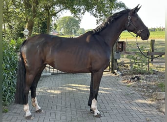 Hannoveraner, Stute, 5 Jahre, 168 cm, Schwarzbrauner