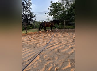 Hannoveraner, Stute, 5 Jahre, 168 cm, Schwarzbrauner
