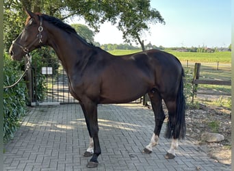 Hannoveraner, Stute, 5 Jahre, 168 cm, Schwarzbrauner