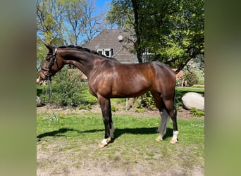 Hannoveraner, Stute, 5 Jahre, 169 cm, Brauner