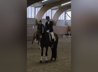 Hannoveraner, Stute, 5 Jahre, 169 cm, Brauner