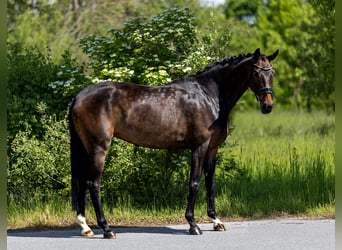 Hannoveraner, Stute, 5 Jahre, 169 cm, Brauner