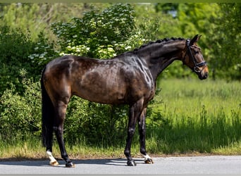 Hannoveraner, Stute, 5 Jahre, 169 cm, Brauner