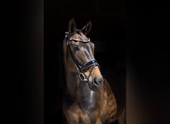 Hannoveraner, Stute, 5 Jahre, 169 cm, Brauner