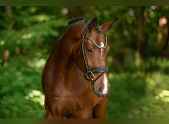 Hannoveraner, Stute, 5 Jahre, 169 cm, Brauner