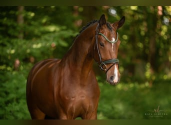 Hannoveraner, Stute, 5 Jahre, 169 cm, Brauner