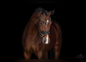 Hannoveraner, Stute, 5 Jahre, 169 cm, Brauner