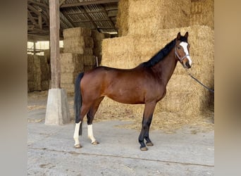 Hannoveraner, Stute, 5 Jahre, 169 cm, Brauner