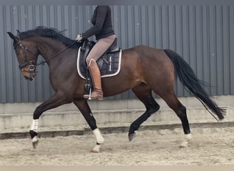 Hannoveraner, Stute, 5 Jahre, 169 cm, Brauner