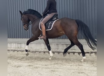 Hannoveraner, Stute, 5 Jahre, 169 cm, Brauner