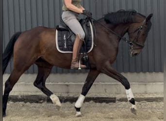 Hannoveraner, Stute, 5 Jahre, 169 cm, Brauner