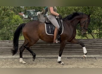 Hannoveraner, Stute, 5 Jahre, 169 cm, Brauner