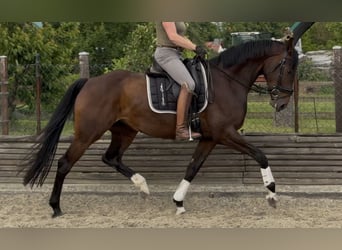 Hannoveraner, Stute, 5 Jahre, 169 cm, Brauner