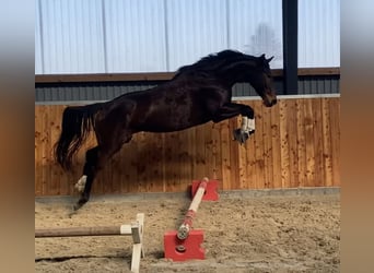 Hannoveraner, Stute, 5 Jahre, 169 cm, Brauner
