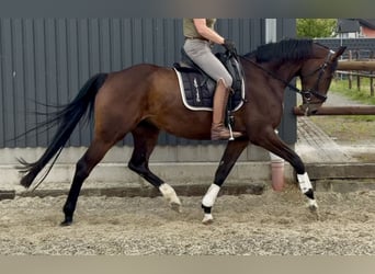 Hannoveraner, Stute, 5 Jahre, 169 cm, Brauner