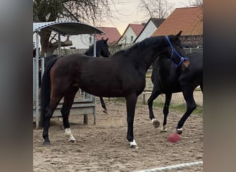 Hannoveraner, Stute, 5 Jahre, 169 cm, Brauner