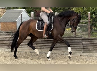 Hannoveraner, Stute, 5 Jahre, 169 cm, Brauner