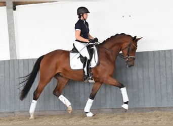 Hannoveraner, Stute, 5 Jahre, 169 cm, Brauner