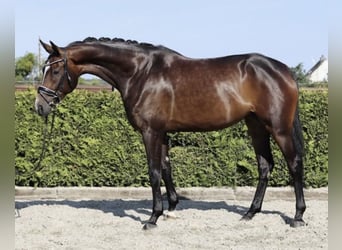 Hannoveraner, Stute, 5 Jahre, 169 cm, Brauner