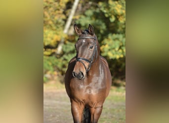 Hannoveraner, Stute, 5 Jahre, 169 cm, Dunkelbrauner