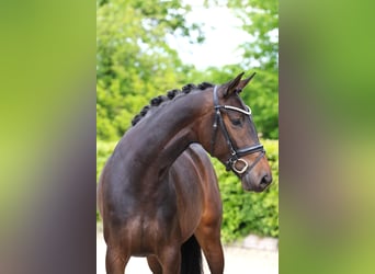 Hannoveraner, Stute, 5 Jahre, 169 cm, Dunkelbrauner