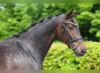 Hannoveraner, Stute, 5 Jahre, 169 cm, Dunkelbrauner